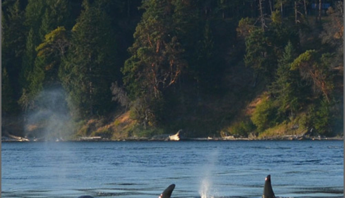 From Laggard to Leader? Canada’s renewed focus on protecting nature could deliver results