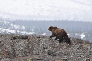 ID: Bears on a rocky mountain ridge
