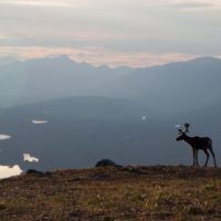 Caribou banner - credit Wayne Sawchuk
