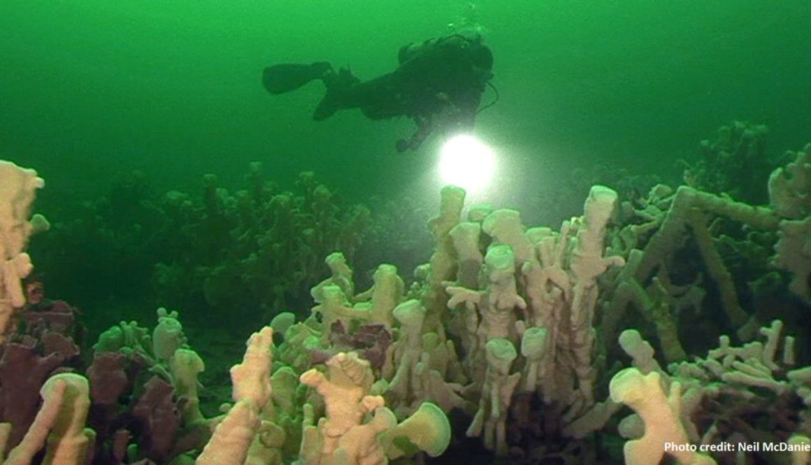 Glass Sponge Reef banner - credit Neil McDaniel