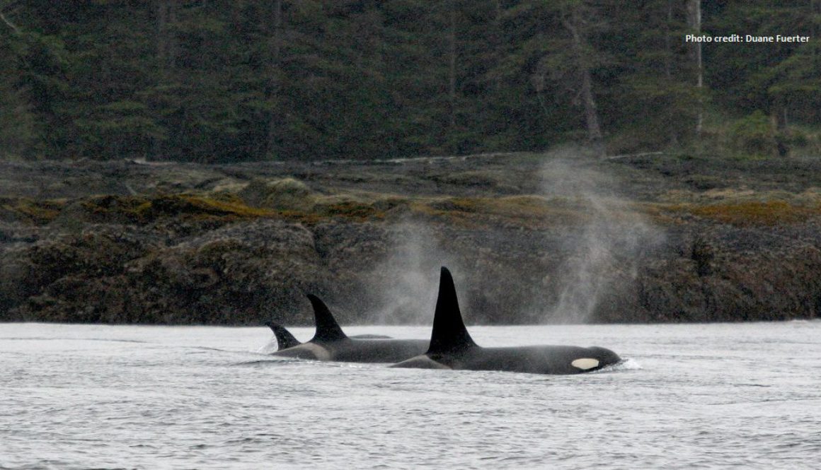 Gwaii Haanas banner - Duane Fuerter