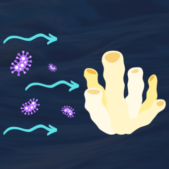 ID: White reef tube illustration with purple bacteria moving through with blue arrows