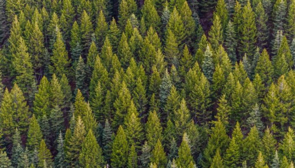 color conifer daylight 1179229