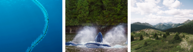 ID: Salps light up the deepsea (left); Humpback break the survace to feed on north coast(middle), vast mountain wilderness in northern BC (right)