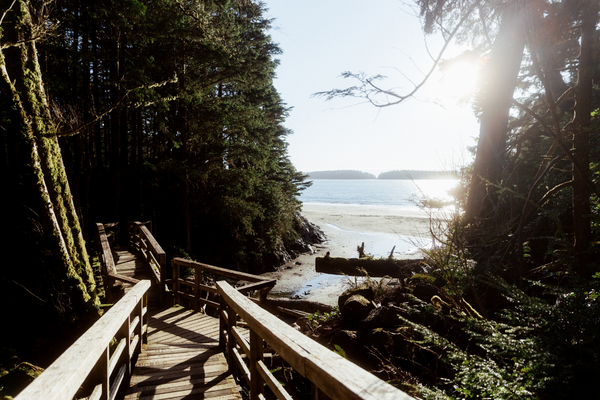 ID: wood boardwalk trail by coastal forest on sunny day