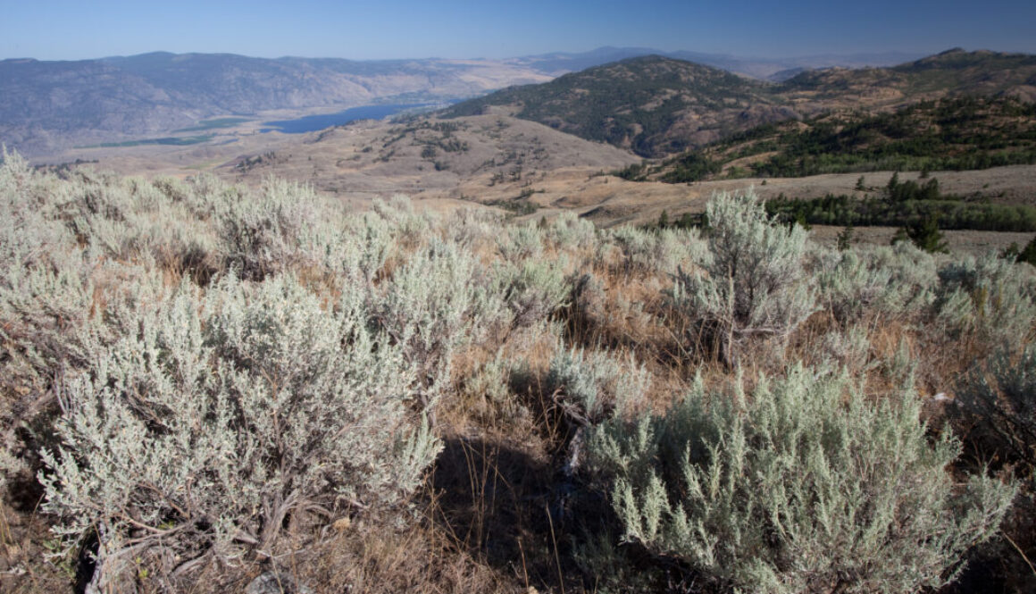 ID: Pale green sage bushes dot grassland mountainside