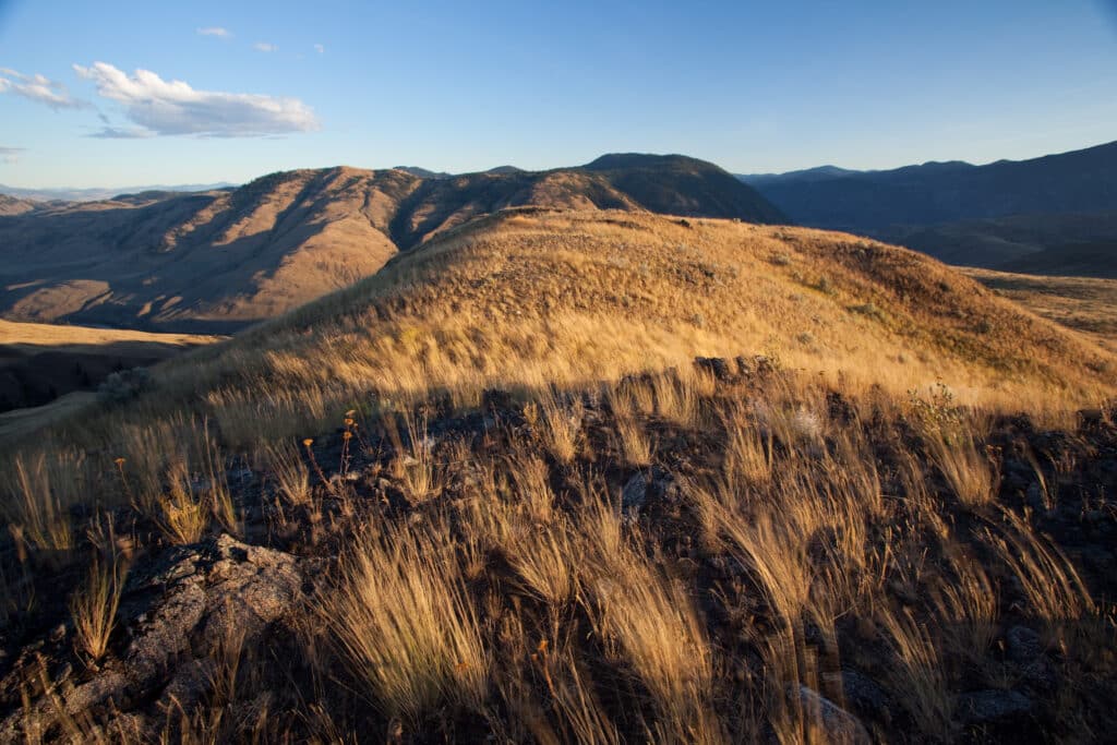ID: golden grasslands roll below blue sunny skies